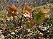 63 Ellebori fecondati (Helleborus niger) 